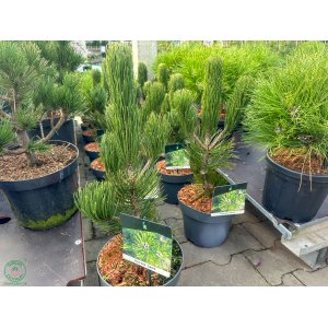 Borovica Heldreichova (Pinus heldreichii) ´SATELLIT´ - výška 40-60 cm, kont. C5L